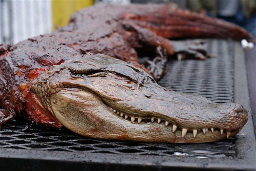 Where to Buy Alligator Meat in Florida?